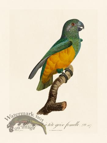 Barraband Parrot 117